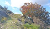 Tour Wandern L'Albère - ullat - san-cristau / retour par la piste  - Photo 13