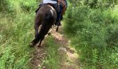 Trail Horseback riding Bertrimoutier - Restaurant belle vue col de sainte marie Tivio  - Photo 15