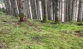 Trail Walking Houffalize - Achouffe 12 Km - Photo 10