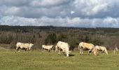 Trail Walking Gouvy - Gouvy 23 km  - Photo 13