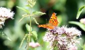 Tocht Te voet Lelystad - 't Langepad - Photo 1