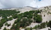 Trail Walking Bédoin - du chalet renard au sommet du ventoux - Photo 2