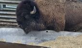 Randonnée Marche Villers-la-Ville - Marbisoux bisons - Photo 2