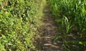 Trail Walking Nogent-le-Bernard - Nogent-le-Bernard - Menhir de Courtevrais - Photo 9