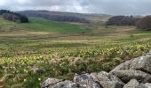 Trail Walking Nasbinals - Nasbinal St Chély d'Aubrac - Photo 19