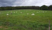 Randonnée Marche Le Cours - GRP_Lanvaux_AG_07_Cours_Rochefort-Terre_20210514 - Photo 4