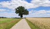 Randonnée Marche Incourt - Promenade du moulin  - Photo 8