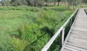 Tocht Te voet Bispingen - Wanderweg Durch das Tal der Haverbeeke - Photo 3