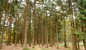 Trail On foot Sprimont - Fond des Trois Bois - Photo 2