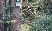 Excursión Paseo ecuestre Badonviller - Grand chêne vierge clarisse  - Photo 6
