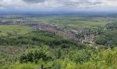 Tour Wandern Rappoltsweiler - Ribeauvillé les 3 château  - Photo 4