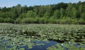 Tocht Te voet Mittenwalde - Wanderweg Sutschketal - Ostseite Krummer See - Photo 3