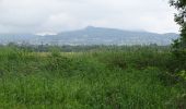 Excursión Senderismo Mur-sur-Allier - Mezel Étang des plançons - Photo 4