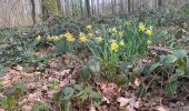 Excursión Senderismo Gerpinnes - Les jonquilles  - Photo 2