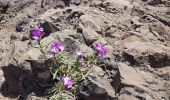 Percorso Marcia Caniçal - Presqu'île de Sao Lourenço - Photo 2