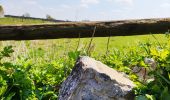 Tour Wandern Erquelinnes - Promenade au bord de la Hantes  - Photo 2