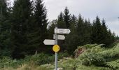 Trail On foot Bad Rippoldsau-Schapbach - Grenzweg - Photo 3