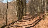 Trail Horseback riding Fougerolles-Saint-Valbert - 1hBalade sarcenot poney en main  - Photo 5