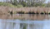 Tour Wandern Mézières-en-Brenne - Mézières - Domaine de Bellebouche - Photo 3