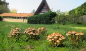 Tour Zu Fuß Rheden - Beekhuizen Keienberg Veluwezoom - Photo 6