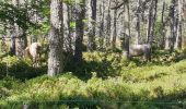 Tour Wandern La Versanne - tourbières gimel - Photo 2