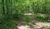 Trail Walking Coulommiers-la-Tour - Les Bois d'Huchigny, des Péseries et de Villemalin - Photo 19