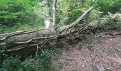 Percorso Marcia Mons - Lieu dit le Bois brûlé  - Photo 6