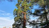 Trail Walking Saint-Fargeau-Ponthierry - Ponthierry Pringy 12-11-2019 - Photo 1