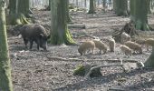 Tocht Te voet Melle - Wildschwein-Lehrpfad - Photo 5