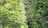 Trail Walking Les Adrets - LE GROS CAILLOU PAR LA COLONIE - Photo 14