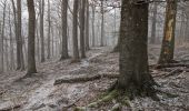 Tocht Te voet Auetal - HO2 - Schneegrund-Route - Photo 3