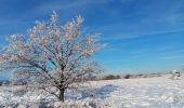 Trail Walking Spa - tour de la fagne de Malchamps dans la neige  - Photo 20