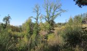 Tour Zu Fuß Söhrewald - Stellbergsee - Eschenstruth - Photo 1