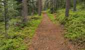 Trail Walking Sainte-Croix-aux-Mines - boucle col haut de Ribeauvillé - taennchel sentier des roches  - Photo 16