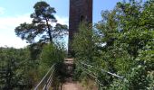 Tour Wandern Philippsburg - Étang de Hanau / Circuit de découverte  - Photo 9