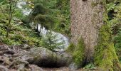 Trail Walking Gérardmer - Gérardmer cascade saut bourrique tour merrelle 15kms 488m  - Photo 1