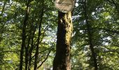 Tour Wandern Hültenhausen - Grotte des franc tireurs cité gauloises  - Photo 9