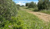 Excursión  Pignan - Piste maison de retraite Pignan 14/05/2024 - Photo 1