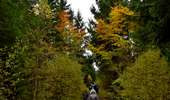 Trail Walking Baelen - 20231030 - Drossart 7.8 Km - Photo 2