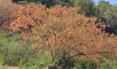 Tour Wandern Sainte-Anne - Cap Chevalier vers la pointe-Marin - Photo 10