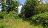 Trail Walking Rethondes - en forêt de Laigue_8_06_2020_les Routes des Bonshommes, de la Trouée des Bonhommes_Route forestière de Sainte-Croix - Photo 3
