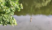 Randonnée Marche Clamart - Tour des etangs - Bois de Clamart et de Meudon - Photo 8