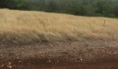 Trail Walking Sainte-Anne - Boucle des mangue - Photo 6