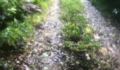 Trail Walking Sainte-Anne - Saragotte  - Photo 12