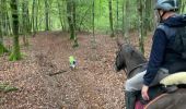 Trail Horseback riding Habay - Habay forêt d’Anlier - Photo 4