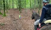 Excursión Paseo ecuestre Habay - Habay forêt d’Anlier - Photo 4