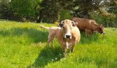 Percorso Marcia Peyre en Aubrac - live Aumont Aubrac - Nasbinals  - Photo 19