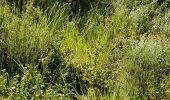 Tour Wandern Bagnols-en-Forêt - les gorges du Blavet par la pierre du coco et les meule - Photo 2