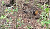 Trail Walking Bouillante - 🦎 Guadeloupe - Morne Lézard 🦎 - Photo 1