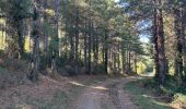Trail Walking Vira - Vira forêt de Boucherville - Photo 4